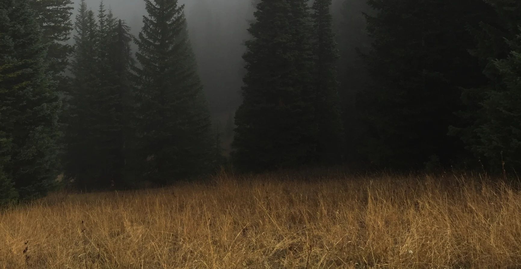 Forest Background