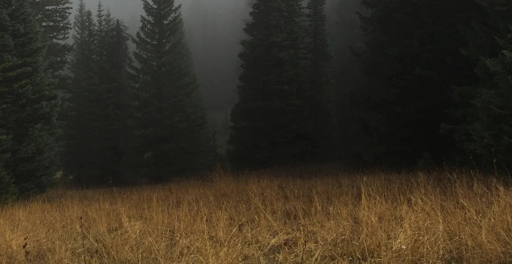 Forest Background